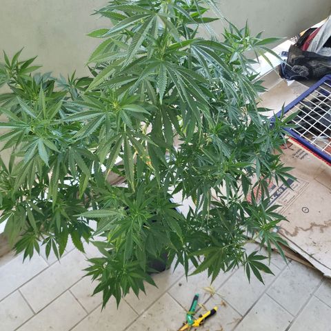 Cheese growlog timeline photo