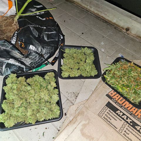 Northern Lights growlog timeline photo