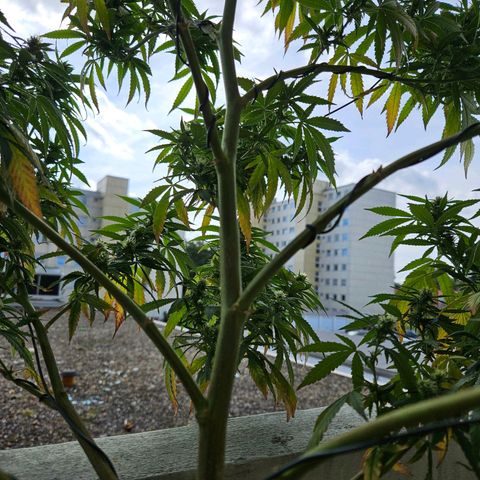 Cheese growlog timeline photo