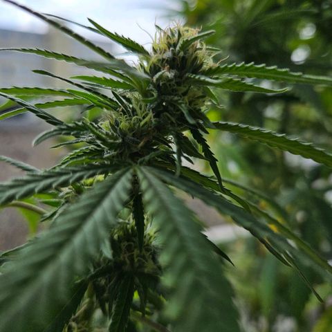 Cheese growlog timeline photo