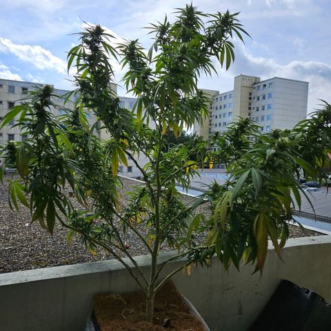 Cheese growlog timeline photo