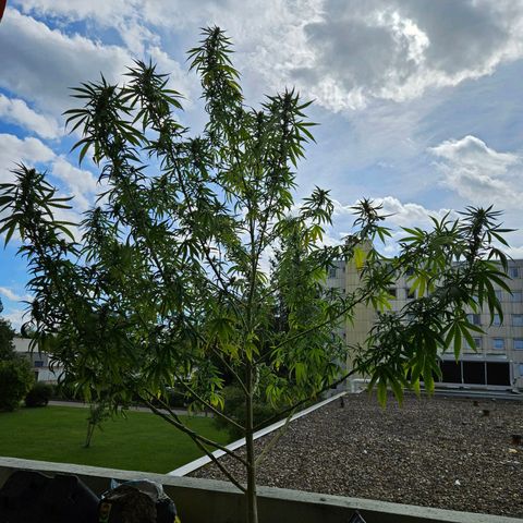 Grapefruit growlog timeline photo