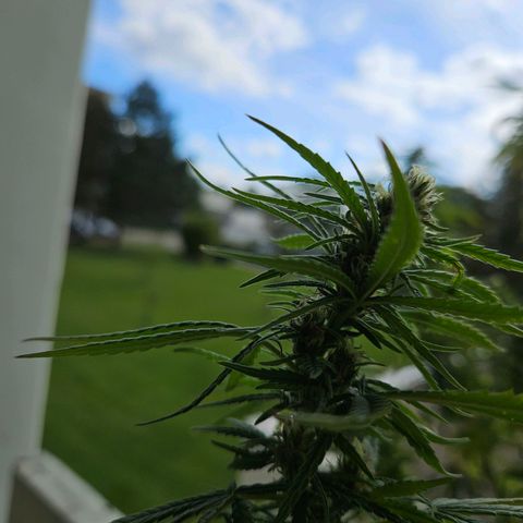 Grapefruit growlog timeline photo