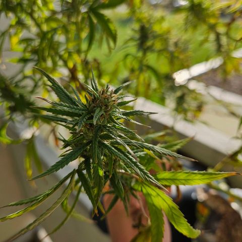 Grapefruit growlog timeline photo