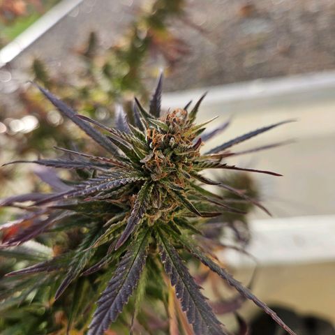Cheese growlog timeline photo