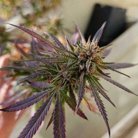 Cheese growlog timeline photo