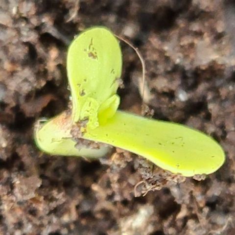 Tweede pruts BD growlog timeline photo