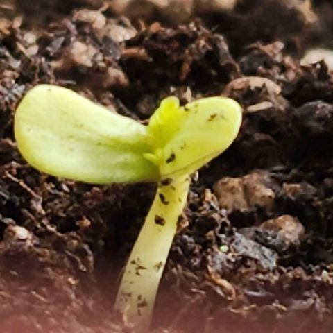 Tweede pruts BD growlog timeline photo
