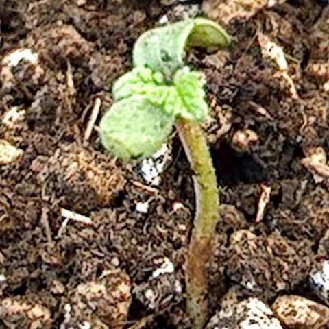 Tweede pruts BD growlog timeline photo