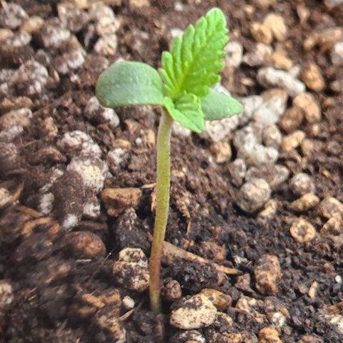 Tweede pruts BD growlog timeline photo