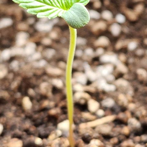 Tweede pruts BD growlog timeline photo