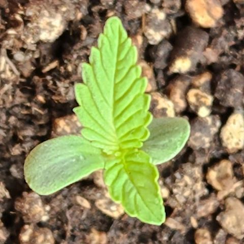 Tweede pruts BD growlog timeline photo