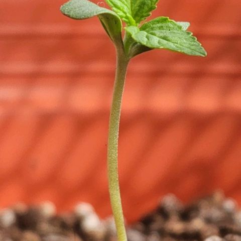 Tweede pruts BD growlog timeline photo