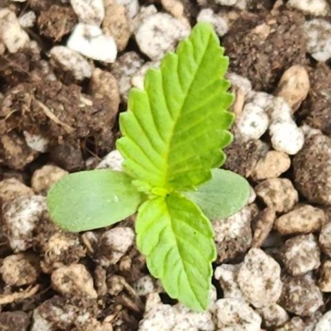 Tweede pruts BD growlog timeline photo