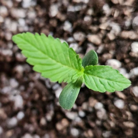 Tweede pruts BD growlog timeline photo