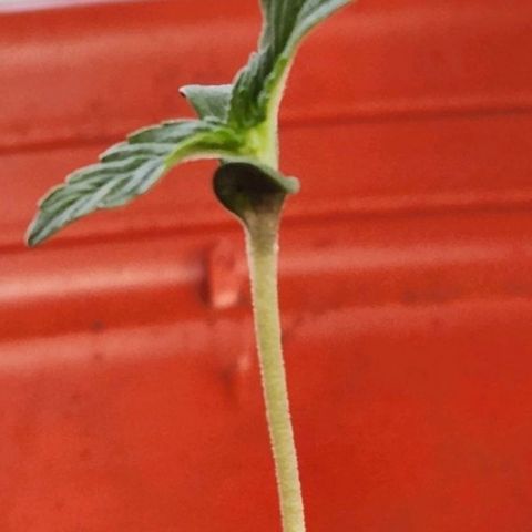 Tweede pruts BD growlog timeline photo