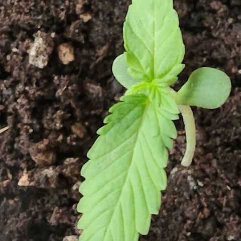 Tweede pruts BD growlog timeline photo
