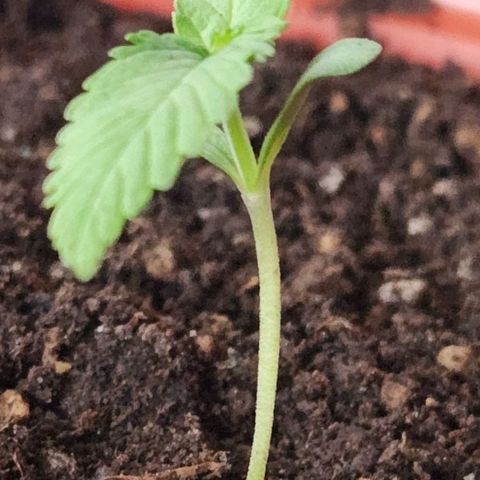 Tweede pruts BD growlog timeline photo