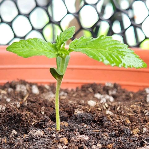 Tweede pruts BD growlog timeline photo
