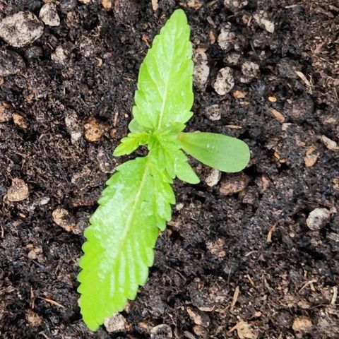 Tweede pruts BD growlog timeline photo