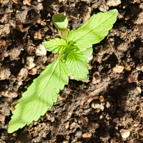 Tweede pruts BD growlog timeline photo