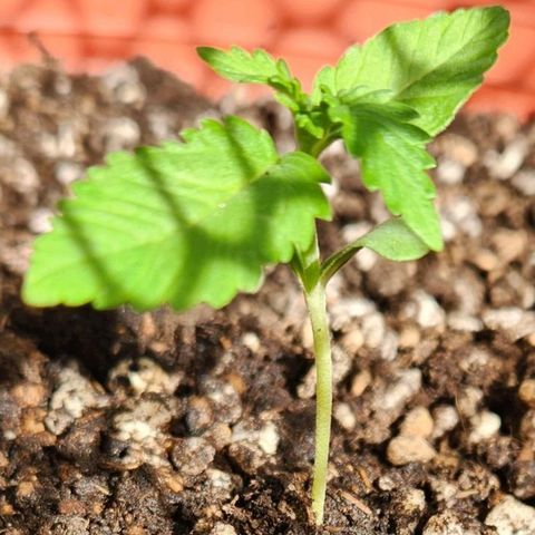Tweede pruts BD growlog timeline photo