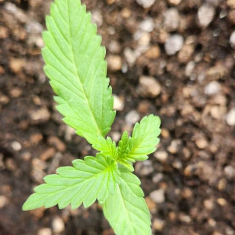 Tweede pruts BD growlog timeline photo