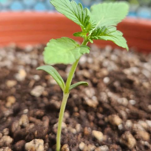 Tweede pruts BD growlog timeline photo