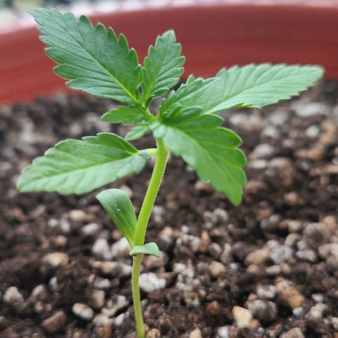 Tweede pruts BD growlog timeline photo