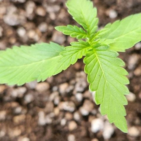 Tweede pruts BD growlog timeline photo