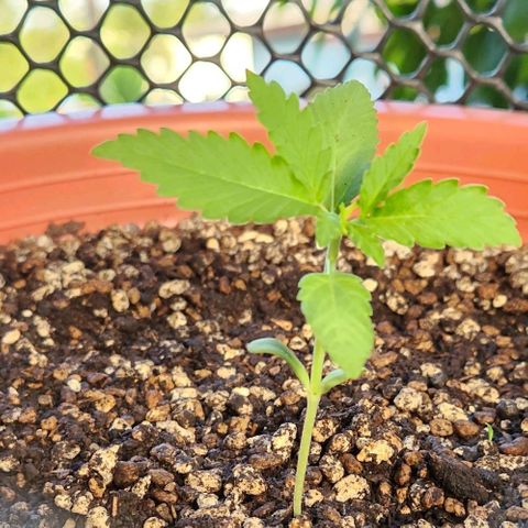 Tweede pruts BD growlog timeline photo