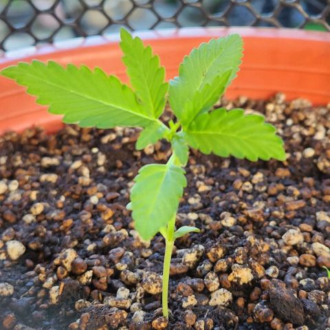 Tweede pruts BD growlog timeline photo
