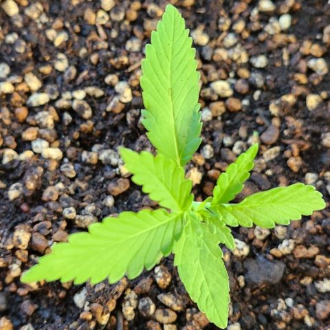 Tweede pruts BD growlog timeline photo