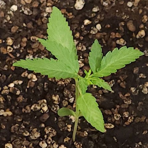 Tweede pruts BD growlog timeline photo