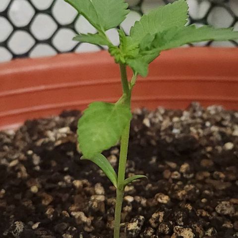 Tweede pruts BD growlog timeline photo