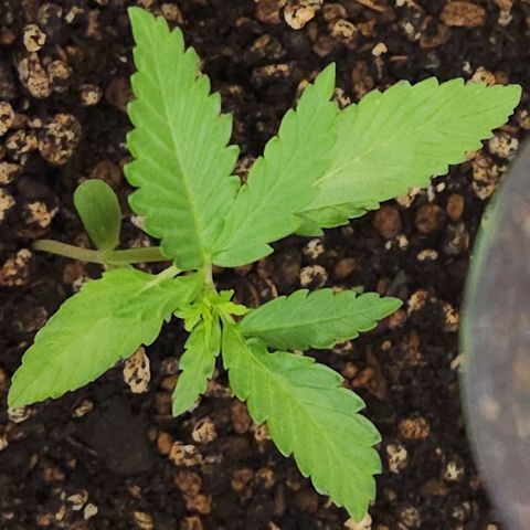 Tweede pruts BD growlog timeline photo