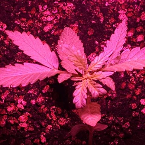 Tweede pruts BD growlog timeline photo