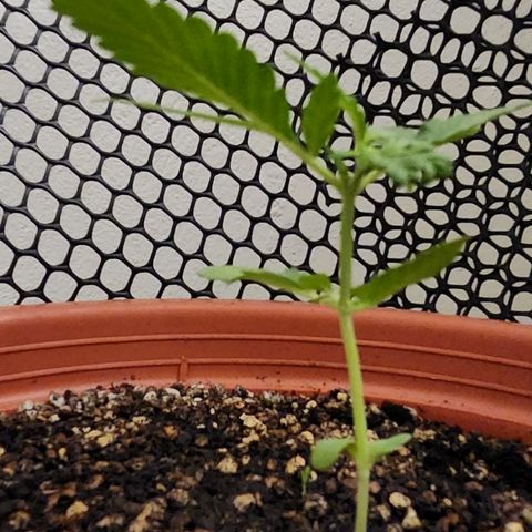 Tweede pruts BD growlog timeline photo