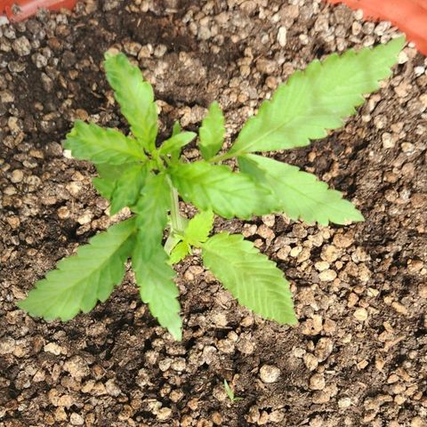 Tweede pruts BD growlog timeline photo
