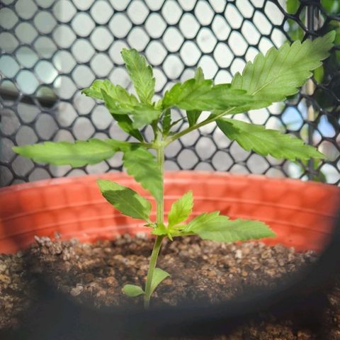 Tweede pruts BD growlog timeline photo