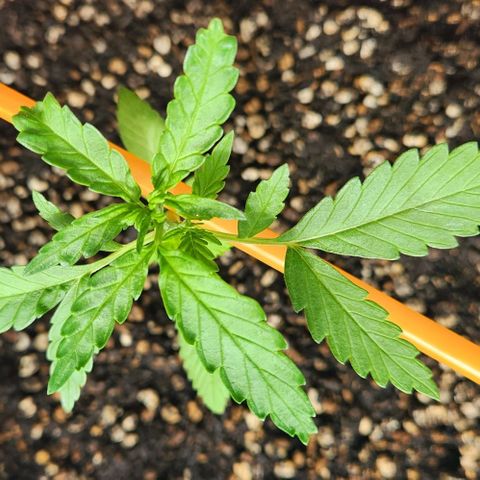 Tweede pruts BD growlog timeline photo