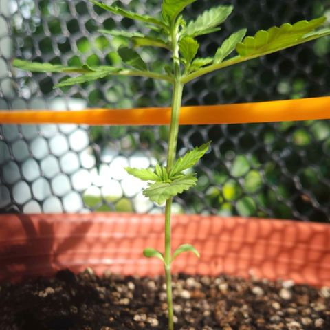 Tweede pruts BD growlog timeline photo