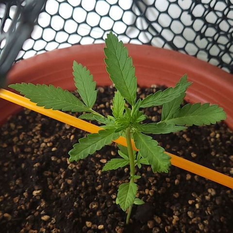 Tweede pruts BD growlog timeline photo