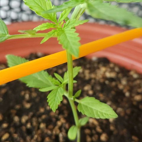 Tweede pruts BD growlog timeline photo