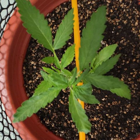 Tweede pruts BD growlog timeline photo
