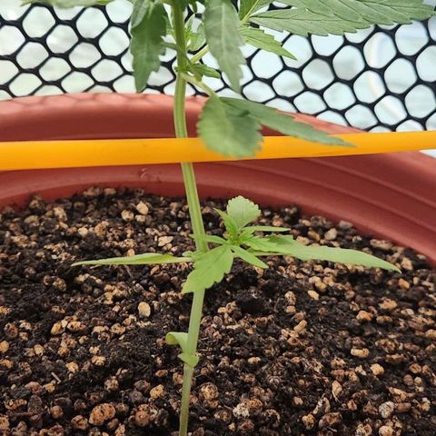 Tweede pruts BD growlog timeline photo