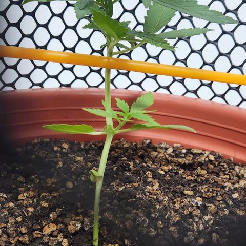 Tweede pruts BD growlog timeline photo