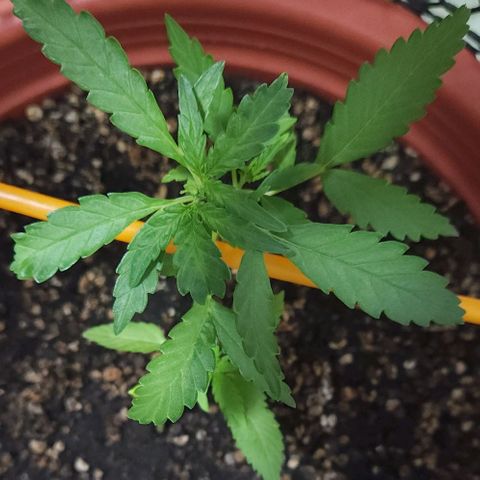 Tweede pruts BD growlog timeline photo