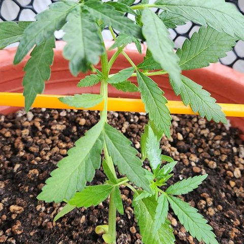 Tweede pruts BD growlog timeline photo