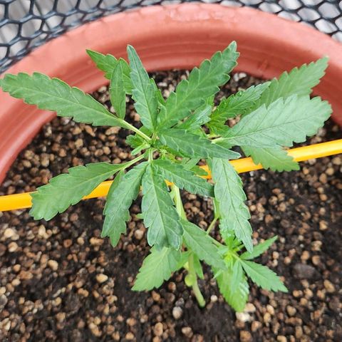 Tweede pruts BD growlog timeline photo